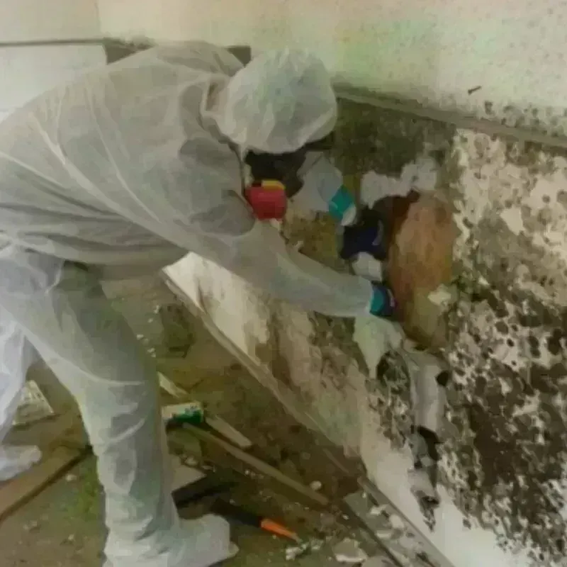 Mold Remediation and Removal in Erlanger, KY